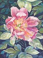 Peony in Shadow by Amy Owens